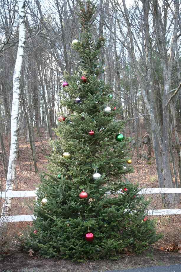 25 Amazing Outdoor Christmas Tree Decorations Ideas - MagMent