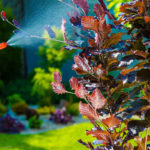 Effective Organic Pest Control for Your Garden