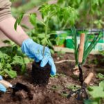 5 Ways To Keep Your Yard Pest Free